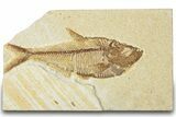 Detailed Fossil Fish (Diplomystus) - Wyoming #318591-1